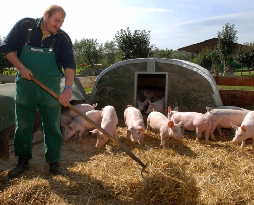 Groß (2008-03-27_antonius-Hof_Landwirtschaftliches-Arbeiten_Mensch-Schweine_001)